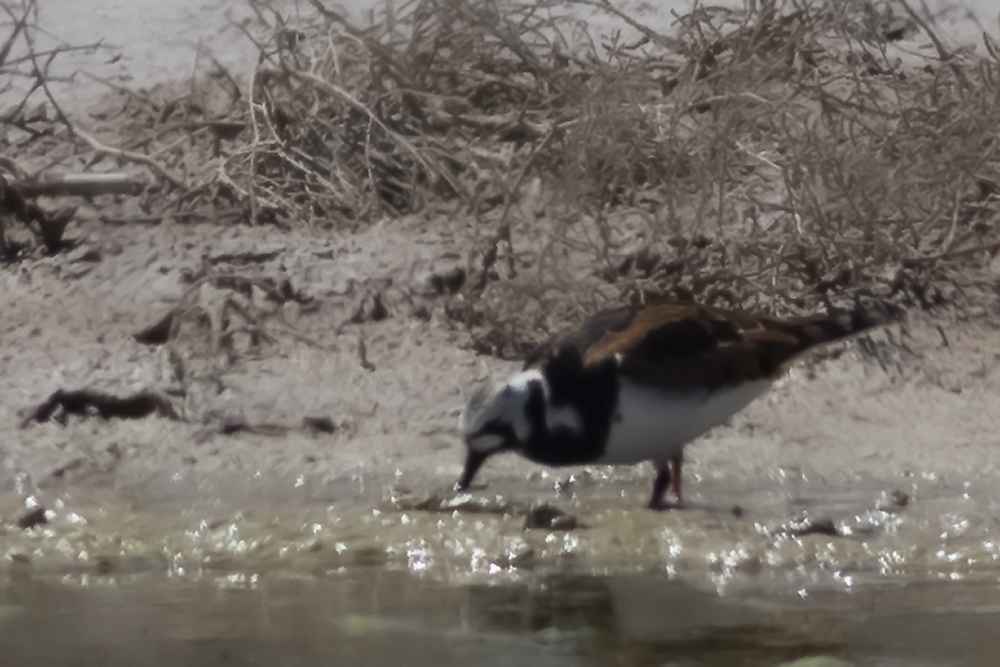 Ruddy Turnstone